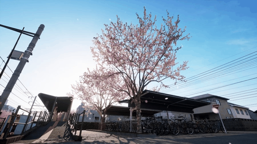 Running Train 樱花季场景：火车停在乡间小站，站台旁樱花漫天