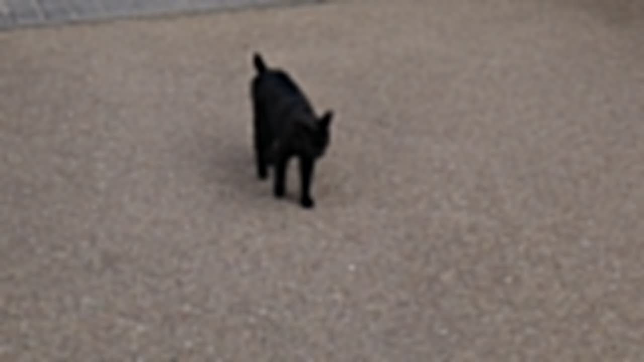 "Vídeo" implementado con un archivo JPEG: un gato negro que se acerca a la cámara desde lejos