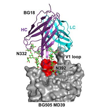抗体BG18与HIV外壳蛋白结合的冷冻电镜结构图——科学家逆向设计了引导B细胞的疫苗免疫原