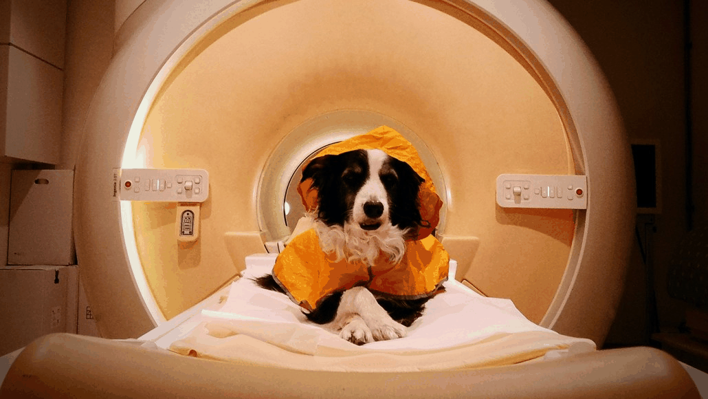 Kun-Kun im MRI-Scanner