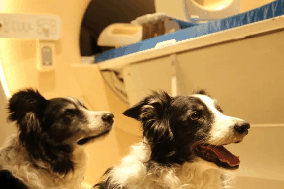 Zwei Border Collies warten auf das Experiment