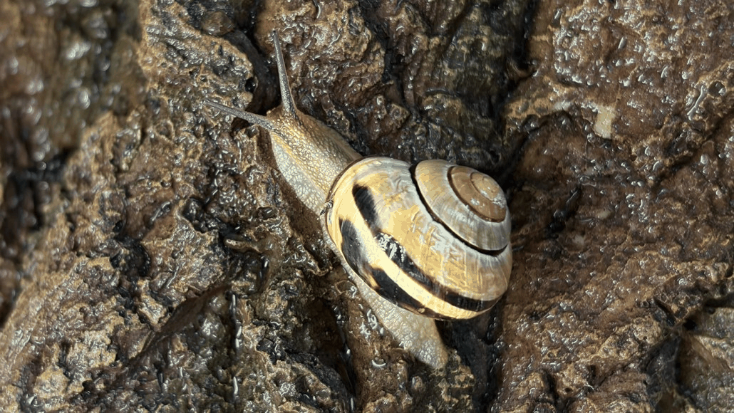 Grove Snail