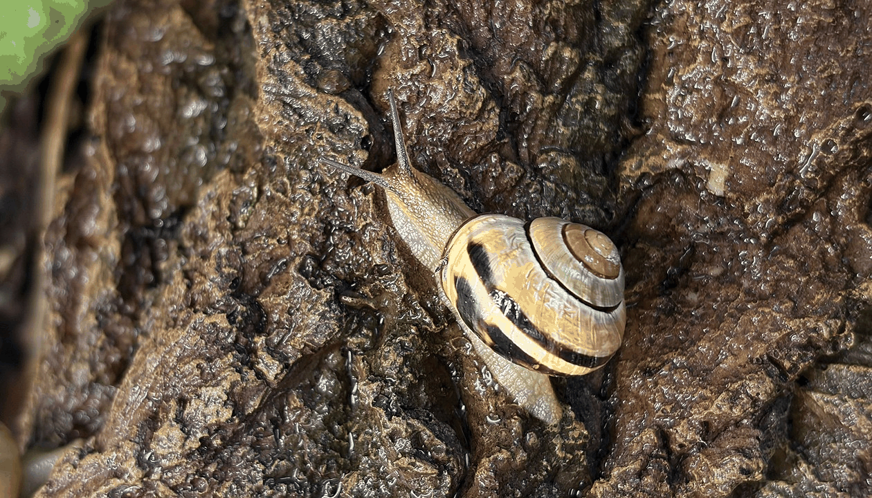 Garden Snail