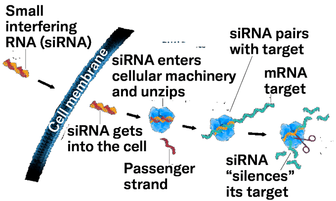 RNA Interference Mechanism Diagram