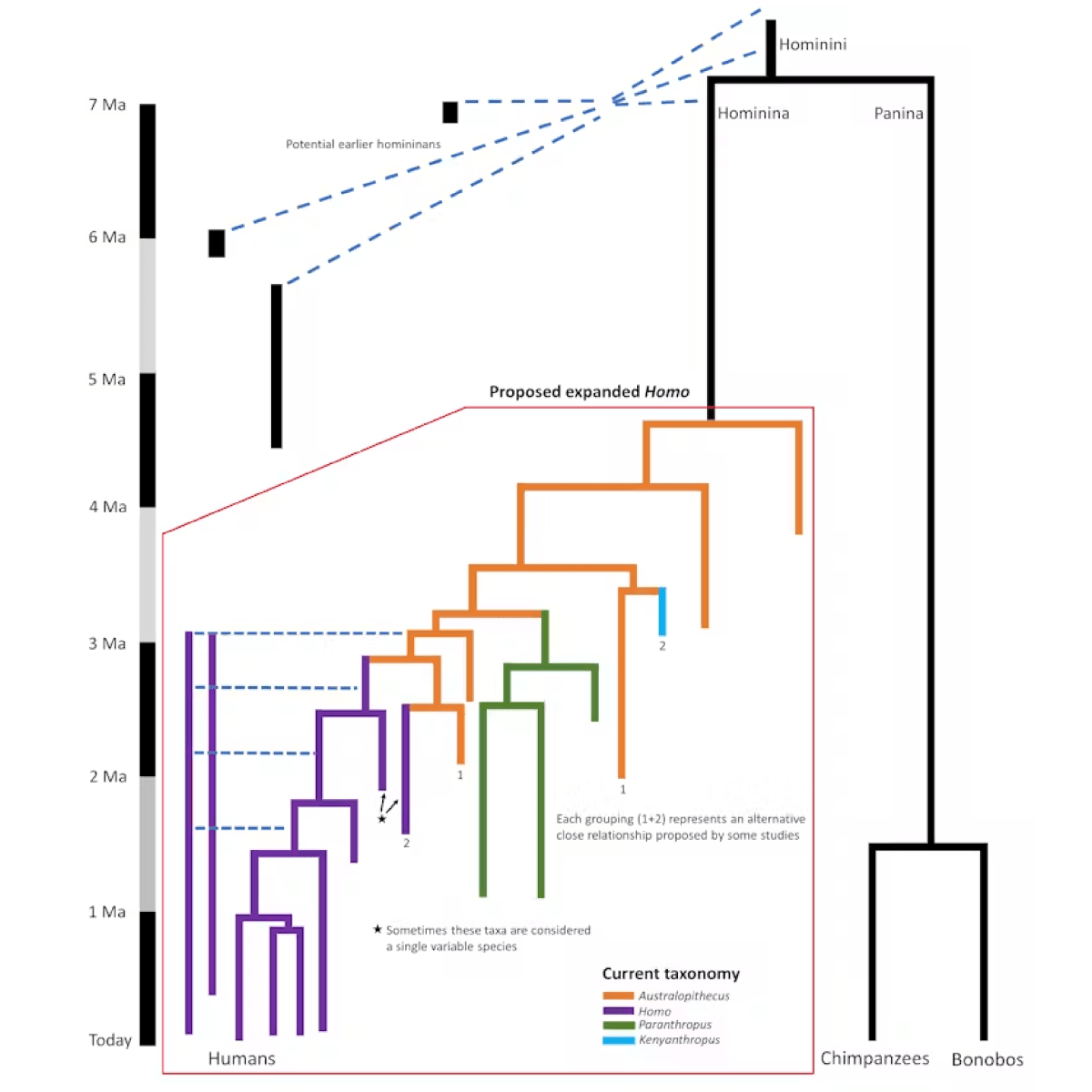 Proposed new phylogenetic tree