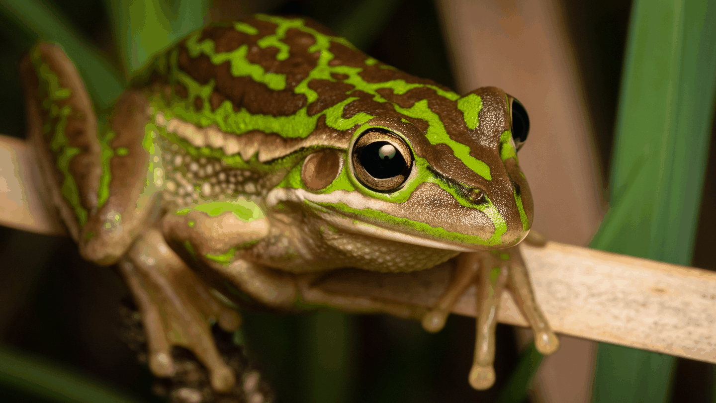Green and Golden Bell Frog Detail