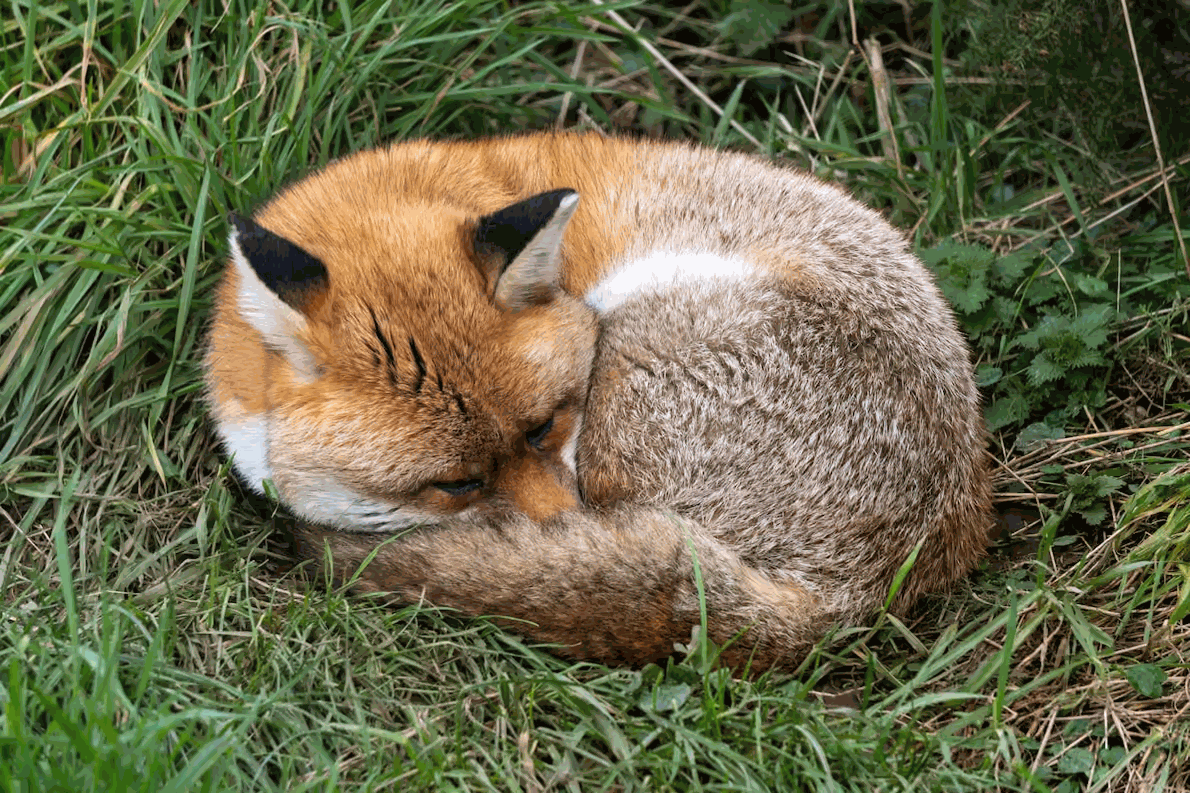 JPEG XL 完整画质显示