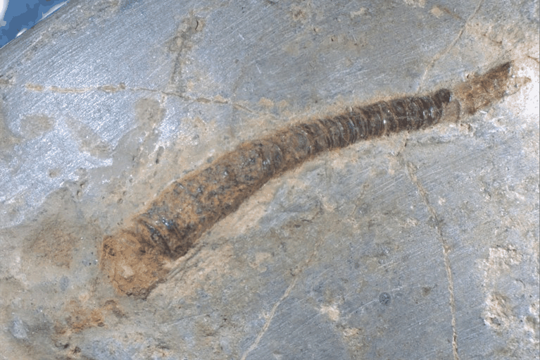 Close-up of Conotubus tube fossils embedded in gray rock