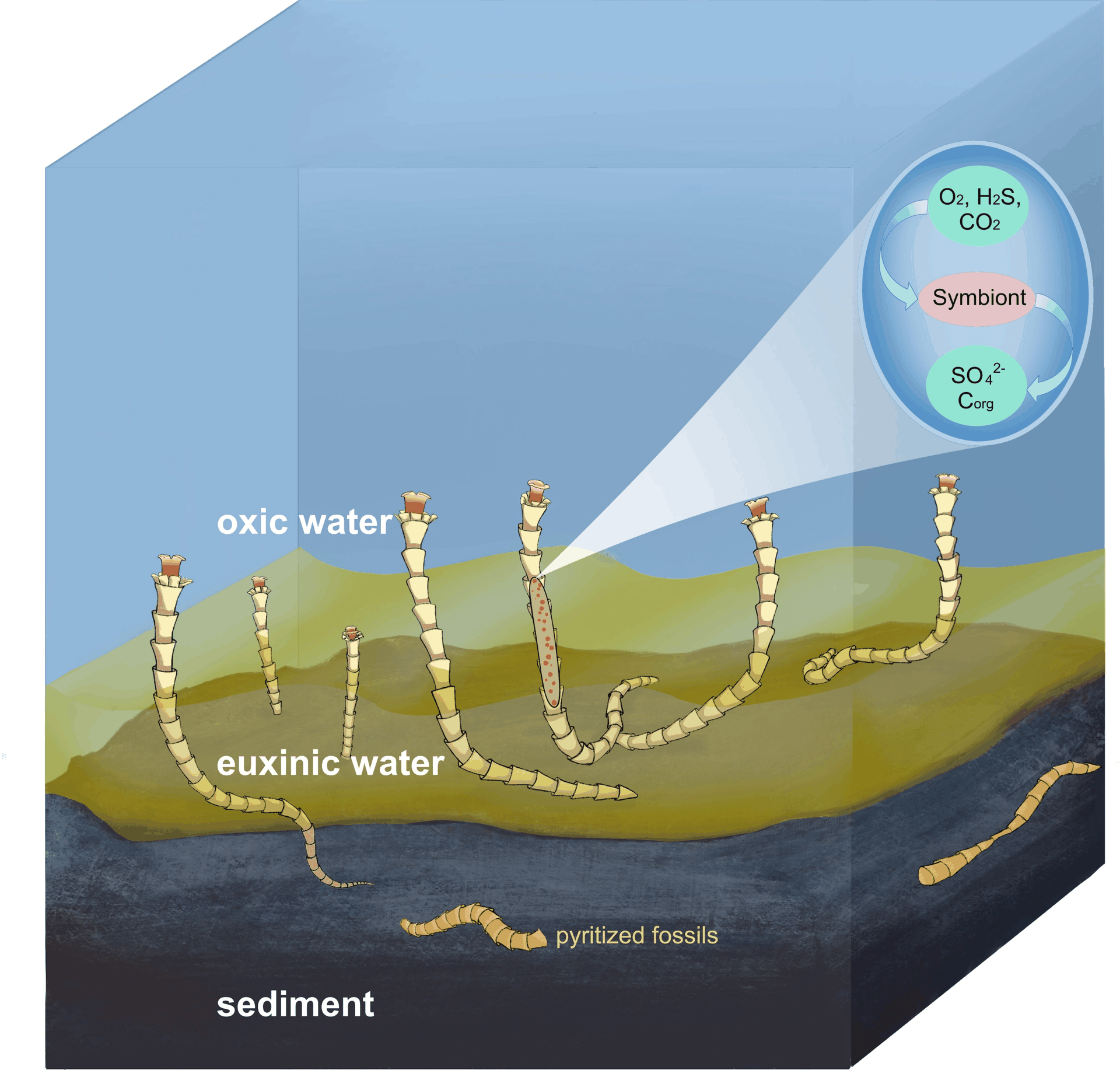 Ecological reconstruction of Conotubus in symbiosis with sulfur-oxidizing bacteria