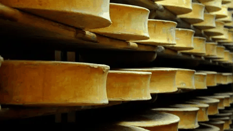 Beaufort cheese wheels stored in a cellar in eastern France