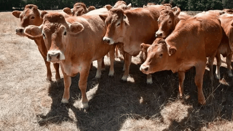 Cows grazing on withered yellow pastures in central France in July 2026